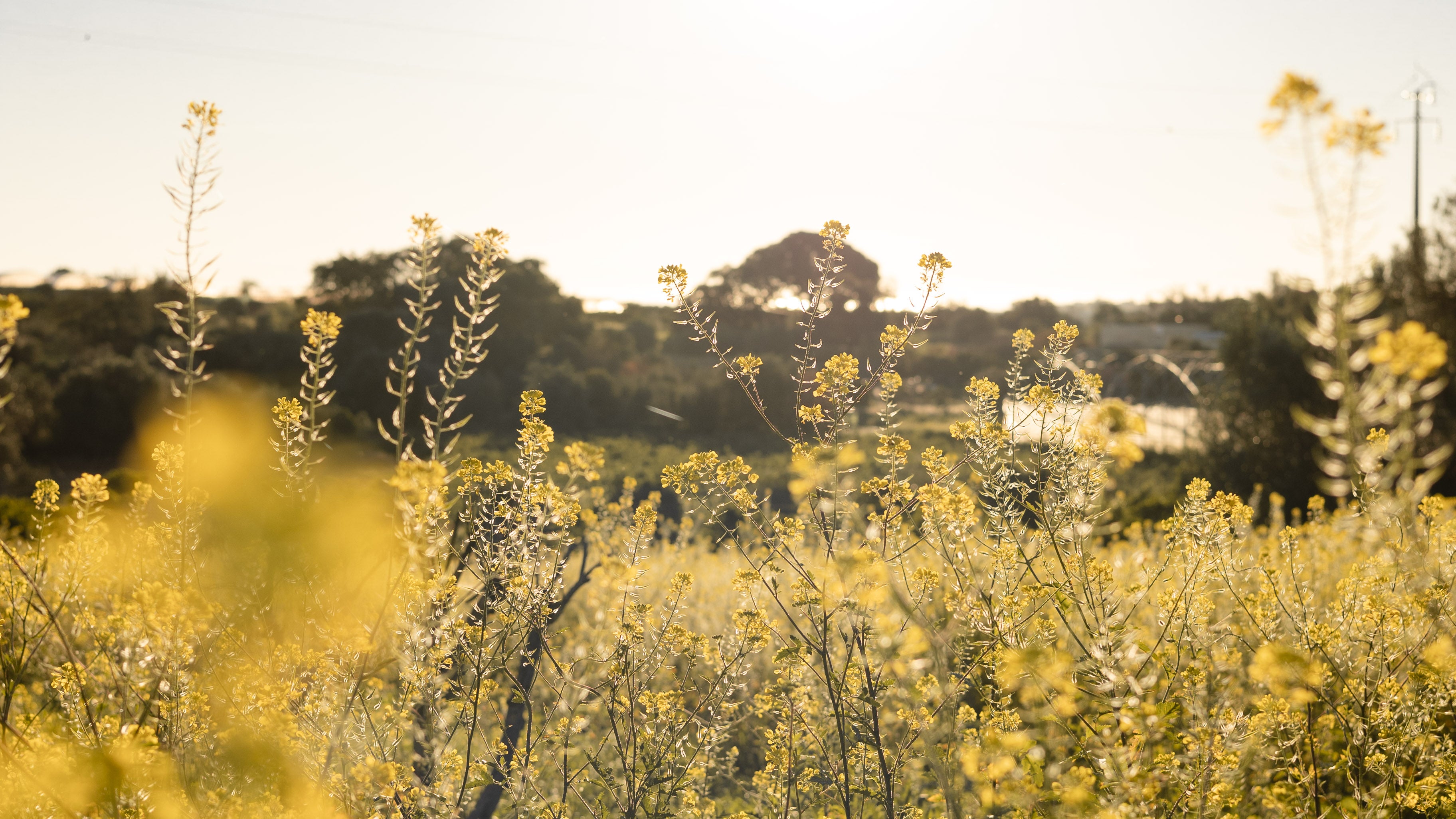 Landscape image of a golden field of yellow-flowering rapeseed with blurred trees and hills in the background. 